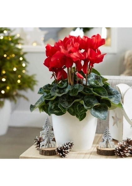 Parmia Garden Canlı Kırmızı Sıklamen Çiçeği