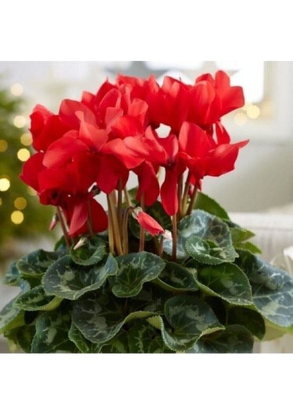 Parmia Garden Canlı Kırmızı Sıklamen Çiçeği fiyatları