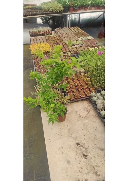 Begonvil Pembe Renkli 50-60 cm Arası Formlu ve Çiçekli modelleri