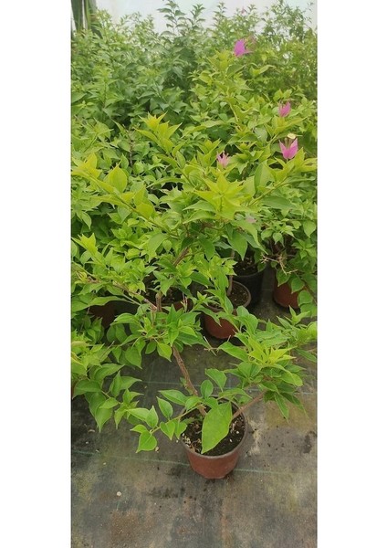 Begonvil Pembe Renkli 50-60 cm Arası Formlu ve Çiçekli fırsatları