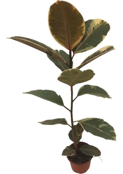 Alacalı Kauçuk Bitkisi-Ficus Elastica Tineke Tekli