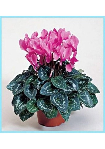 Parmia Garden Canlı Pembe Sıklamen Çiçeği