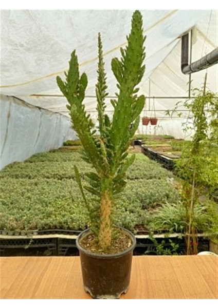 Opuntia Monacantha Variegata Kaktüs 16 cm Saksıda