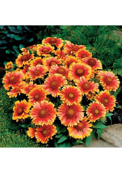 Thebestonline Gaillardia Grandiflora Gayret Çiçeği 5 Adet fiyatları