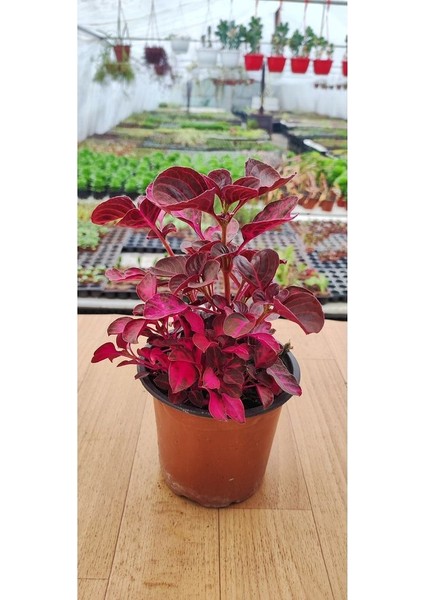 Iresine Herbisti ( Çinegene Şalvarı ) ( 10 cm Saksıda ) ( Dolgun ve Formlu Saksıda )