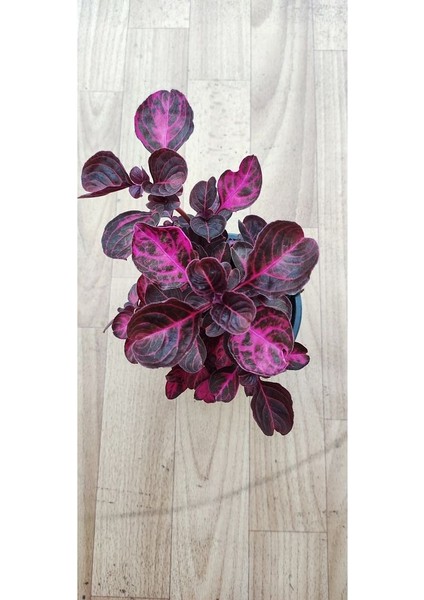 Iresine Herbisti ( Çinegene Şalvarı ) ( 10 cm Saksıda ) ( Dolgun ve Formlu Saksıda ) fiyatları