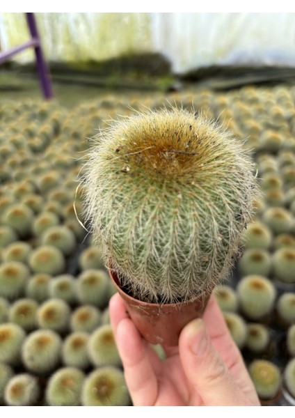 Thebestonline Top Kaktüs, 5,5 cm Saksıda