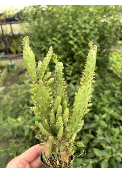 Thebestonline Opuntia Monacantha, Meksika Kaktüsü, Ağaç Kaktüs