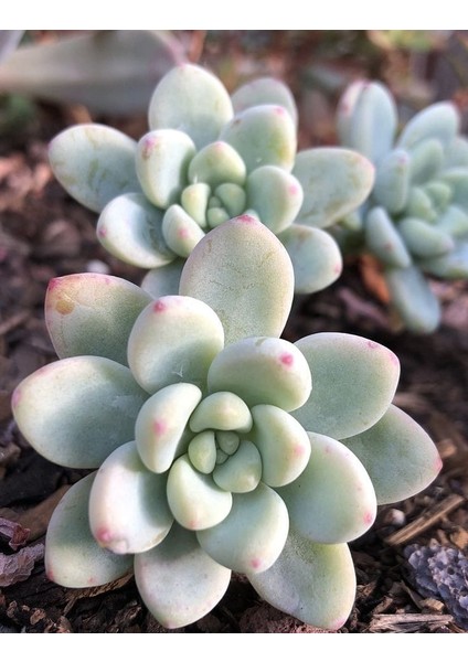 Sedum Clavatum Succulent - 5,5 cm Saksıda - Sarkan Rozet Damkoruğu Sukulent