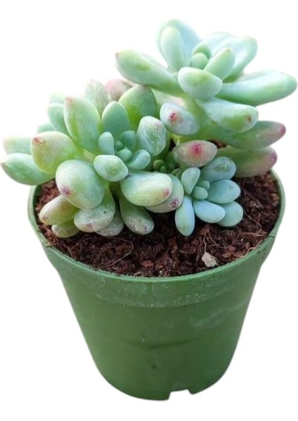 Sedum Clavatum Succulent - 5,5 cm Saksıda - Sarkan Rozet Damkoruğu Sukulent