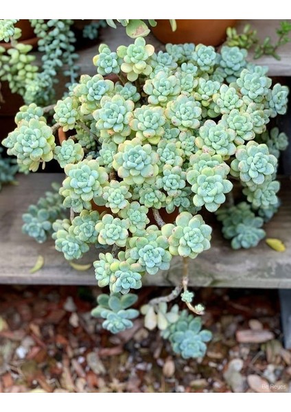 Sedum Clavatum Succulent - 5,5 cm Saksıda - Sarkan Rozet Damkoruğu Sukulent