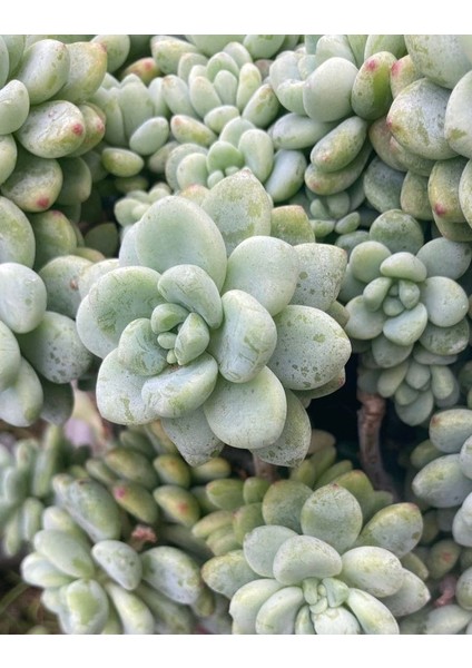 Sedum Clavatum Succulent - 5,5 cm Saksıda - Sarkan Rozet Damkoruğu Sukulent