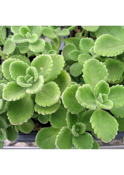 Plectranthus Amboinicus Mis Kokulu Küba Kekiği Sukulent