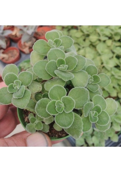 Plectranthus Amboinicus Mis Kokulu Küba Kekiği Sukulent fiyatları