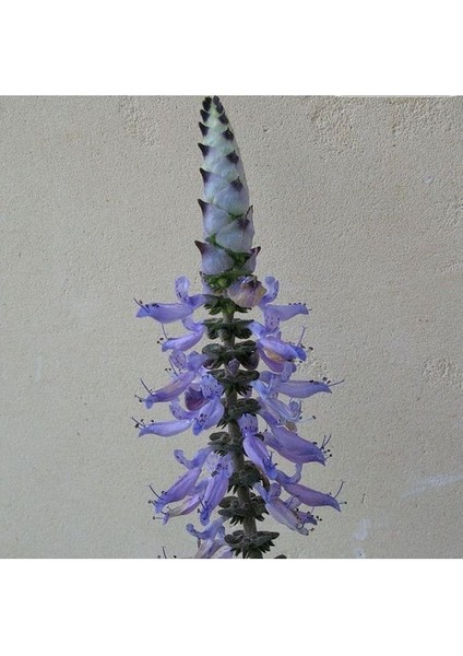 Plectranthus Amboinicus Mis Kokulu Küba Kekiği Sukulent modelleri