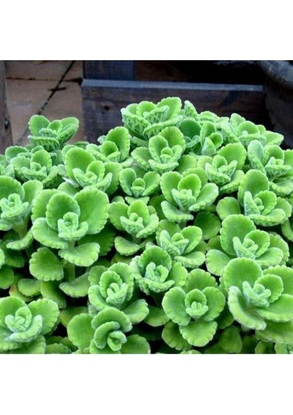 Plectranthus Amboinicus Mis Kokulu Küba Kekiği Sukulent fırsatları