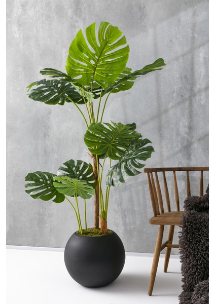 Yapay Deve Tabanı Ağacı 170 cm Fiber Saksılı fiyatları