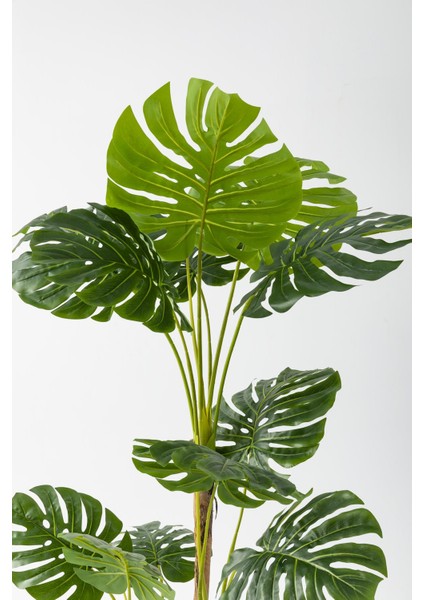 Yapay Deve Tabanı Ağacı 170 cm Fiber Saksılı fırsatları