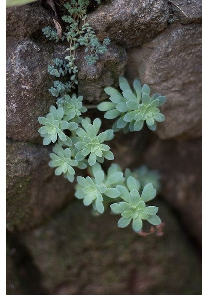 Sedum Palmeri Succulent - 5,5 cm Saksıda - Avuç İçi Avcısı Palmer Damkoruğu Sukulent