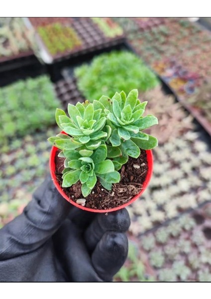 Sedum Palmeri Succulent - 5,5 cm Saksıda - Avuç İçi Avcısı Palmer Damkoruğu Sukulent