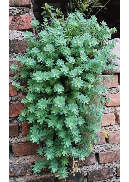 Sedum Palmeri Succulent - 5,5 cm Saksıda - Avuç İçi Avcısı Palmer Damkoruğu Sukulent