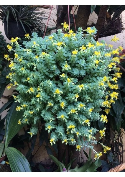 Sedum Palmeri Succulent - 5,5 cm Saksıda - Avuç İçi Avcısı Palmer Damkoruğu Sukulent