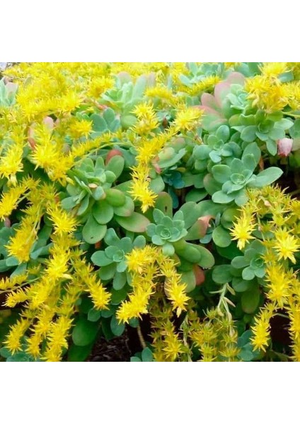 Sedum Palmeri Succulent - 5,5 cm Saksıda - Avuç İçi Avcısı Palmer Damkoruğu Sukulent