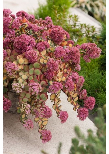 Sedum Sieboldii Succulent - 5,5 cm Saksıda - Japon İpeği Damkoruğu Sukulent