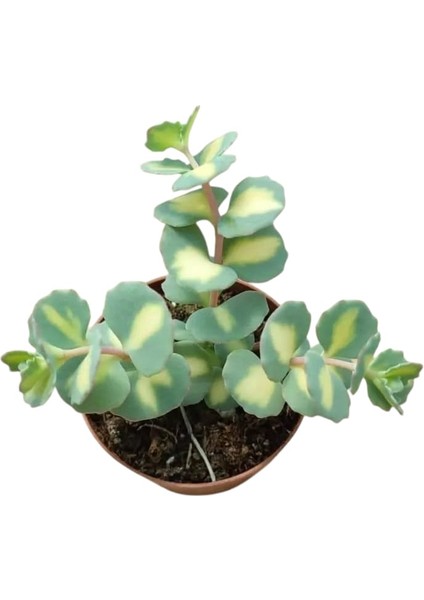 Sedum Sieboldii Succulent - 5,5 cm Saksıda - Japon İpeği Damkoruğu Sukulent