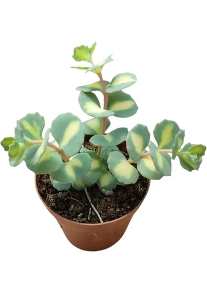 Sedum Sieboldii Succulent - 5,5 cm Saksıda - Japon İpeği Damkoruğu Sukulent