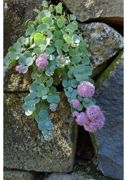 Sedum Sieboldii Succulent - 5,5 cm Saksıda - Japon İpeği Damkoruğu Sukulent