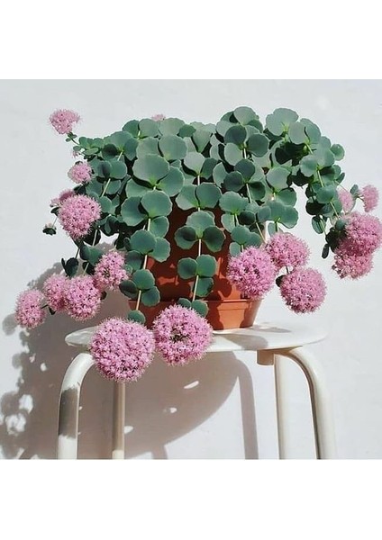 Sedum Sieboldii Succulent - 5,5 cm Saksıda - Japon İpeği Damkoruğu Sukulent