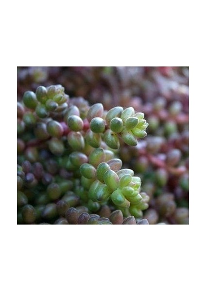 Sedum Stahlii Succulent - 5,5 cm Saksıda - Üzüm Tanesi Damkoruğu Sukulent