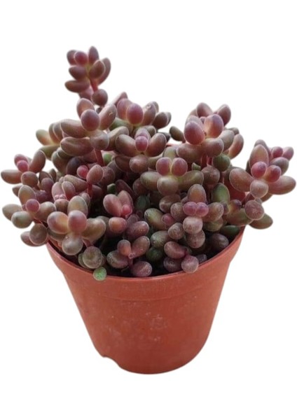 Sedum Stahlii Succulent - 5,5 cm Saksıda - Üzüm Tanesi Damkoruğu Sukulent