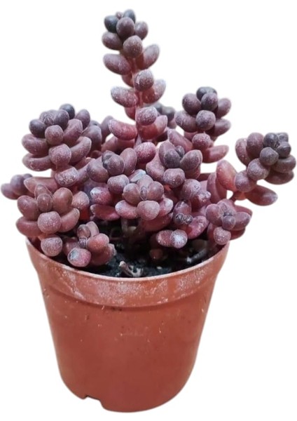 Sedum Stahlii Succulent - 5,5 cm Saksıda - Üzüm Tanesi Damkoruğu Sukulent