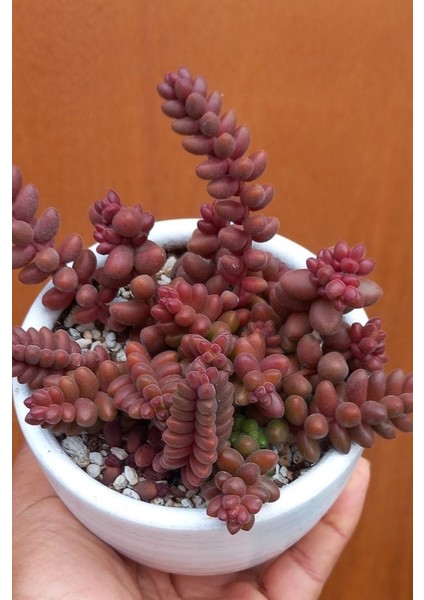 Sedum Stahlii Succulent - 5,5 cm Saksıda - Üzüm Tanesi Damkoruğu Sukulent