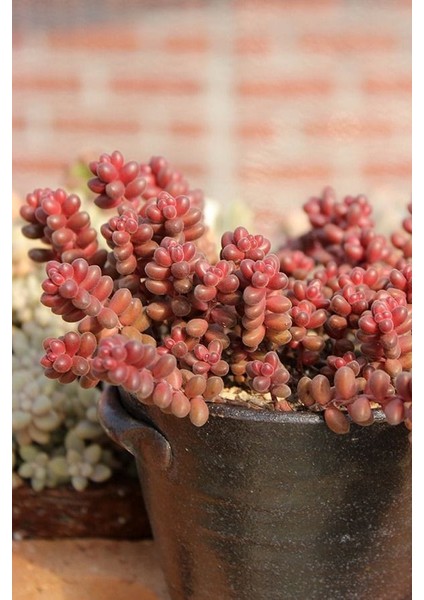 Sedum Stahlii Succulent - 5,5 cm Saksıda - Üzüm Tanesi Damkoruğu Sukulent