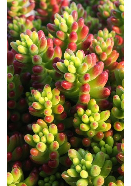 Sedum Rubrotinctum Succulent - 5,5 cm Saksıda - Güneş Kraliçesi Damkoruğu Sukulent