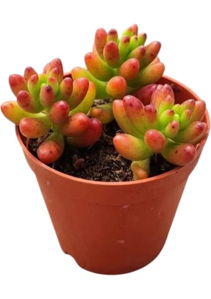 Sedum Rubrotinctum Succulent - 5,5 cm Saksıda - Güneş Kraliçesi Damkoruğu Sukulent