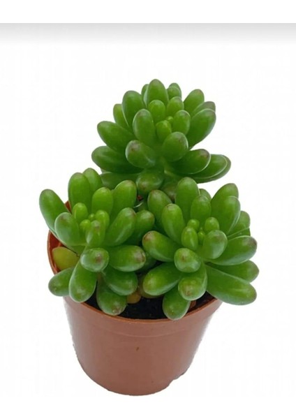 Sedum Rubrotinctum Succulent - 5,5 cm Saksıda - Güneş Kraliçesi Damkoruğu Sukulent