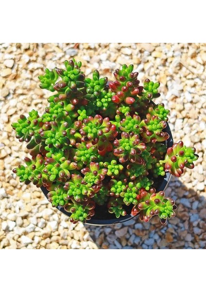 Sedum Rubrotinctum Succulent - 5,5 cm Saksıda - Güneş Kraliçesi Damkoruğu Sukulent