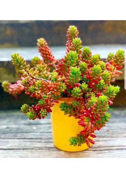 Sedum Rubrotinctum Succulent - 5,5 cm Saksıda - Güneş Kraliçesi Damkoruğu Sukulent