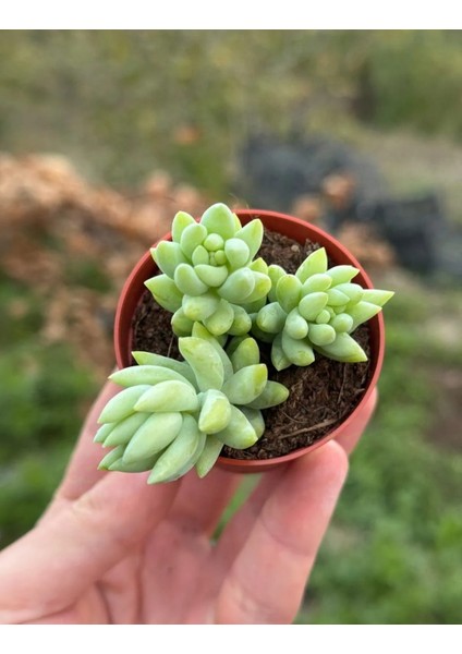 Sedum Morganianum Succulent - 5,5 cm Saksıda - Eşek Kuyruğu Damkoruğu Sukulent