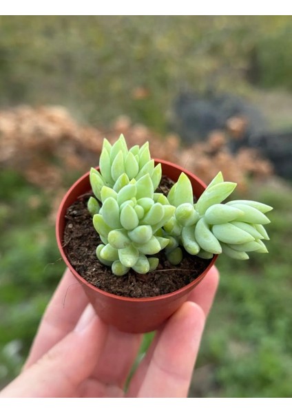 Sedum Morganianum Succulent - 5,5 cm Saksıda - Eşek Kuyruğu Damkoruğu Sukulent