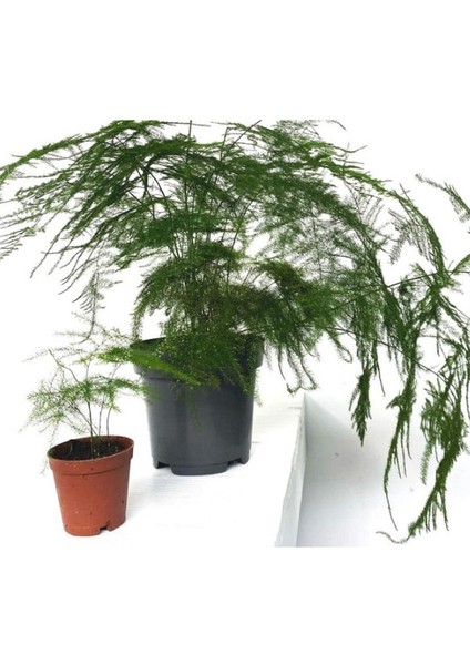 Kuşkonmaz Bitkisi Asparagus Ev Bitkisi Iç Mekan Bitkisi Tülü Bitkisi 5,5 cm Saksıda