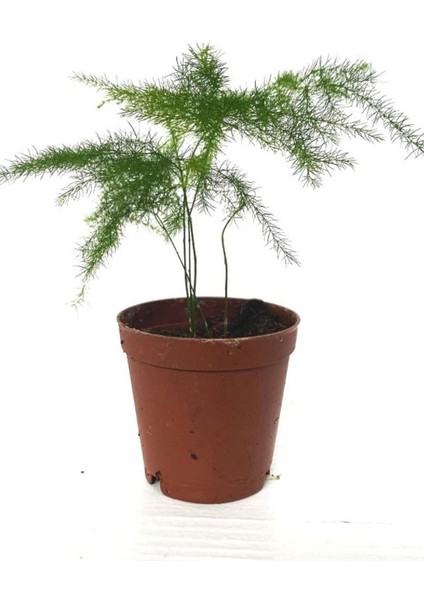 Kuşkonmaz Bitkisi Asparagus Ev Bitkisi Iç Mekan Bitkisi Tülü Bitkisi 5,5 cm Saksıda