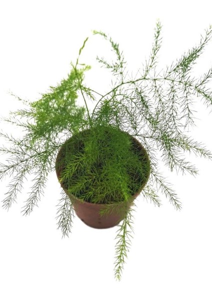 Kuşkonmaz Bitkisi Asparagus Ev Bitkisi Iç Mekan Bitkisi Tülü Bitkisi 5,5 cm Saksıda