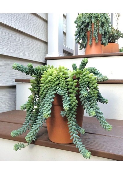 Sedum Burrito Succulent - 5,5 cm Saksıda - Eşek Kuyruğu Damkoruğu Sukulent