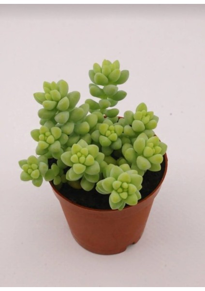 Sedum Burrito Succulent - 5,5 cm Saksıda - Eşek Kuyruğu Damkoruğu Sukulent