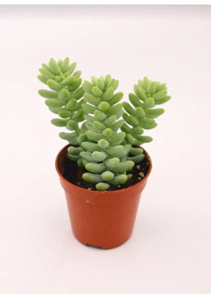 Sedum Burrito Succulent - 5,5 cm Saksıda - Eşek Kuyruğu Damkoruğu Sukulent